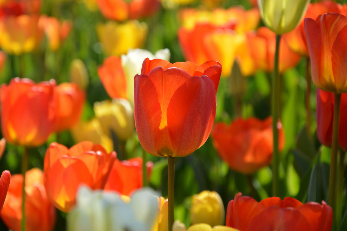 canvas-print-close-up-tulip-field