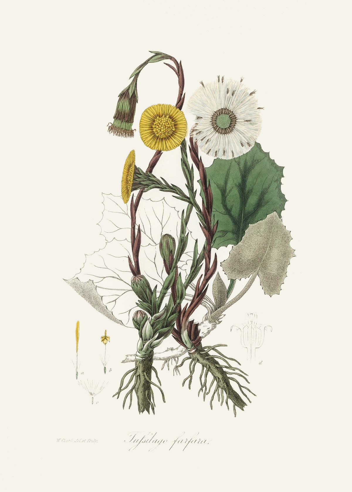 framedcanvas-print-coltsfoot-tussilago-farfara-medical-botany