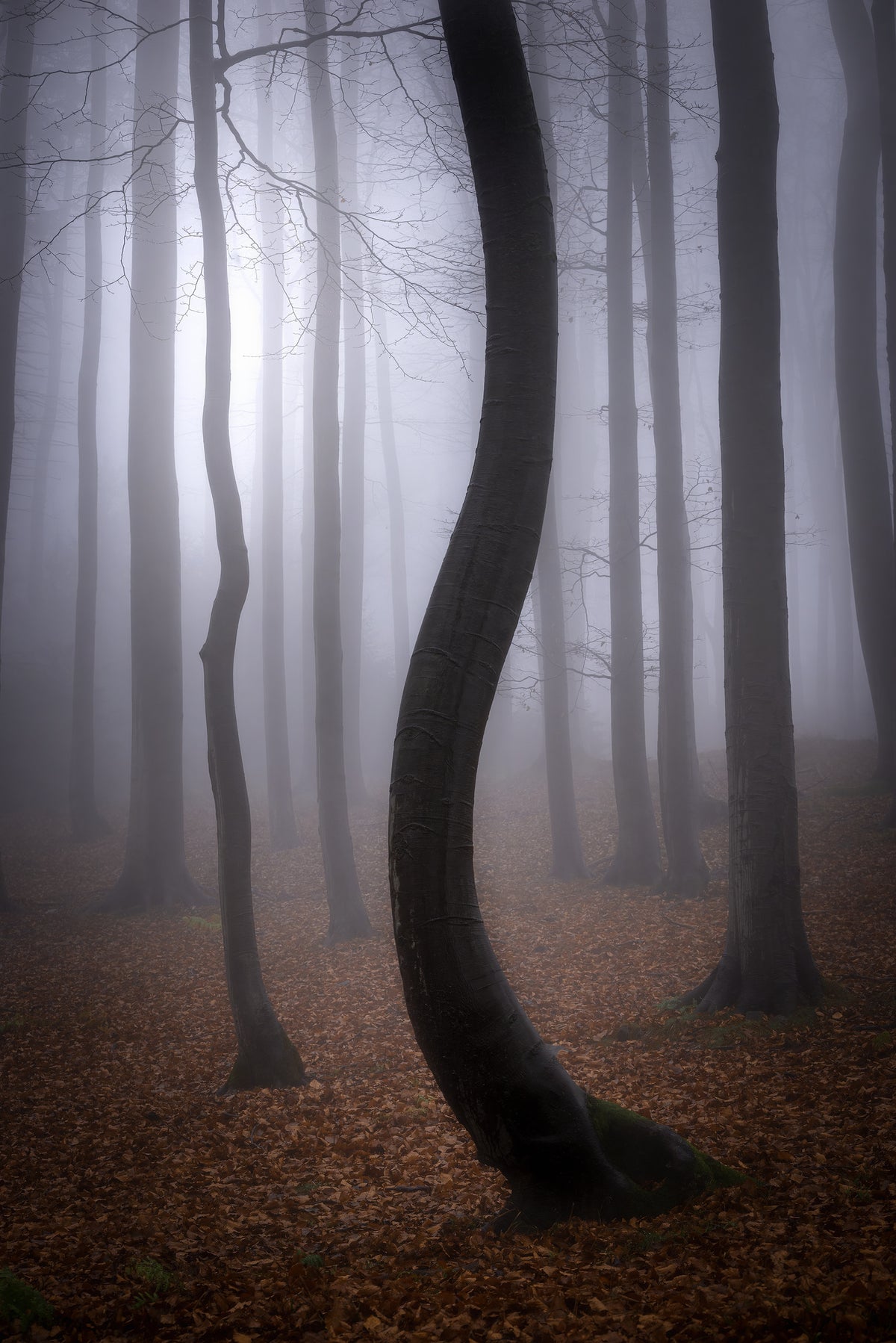 canvas-print-foggy-autumn