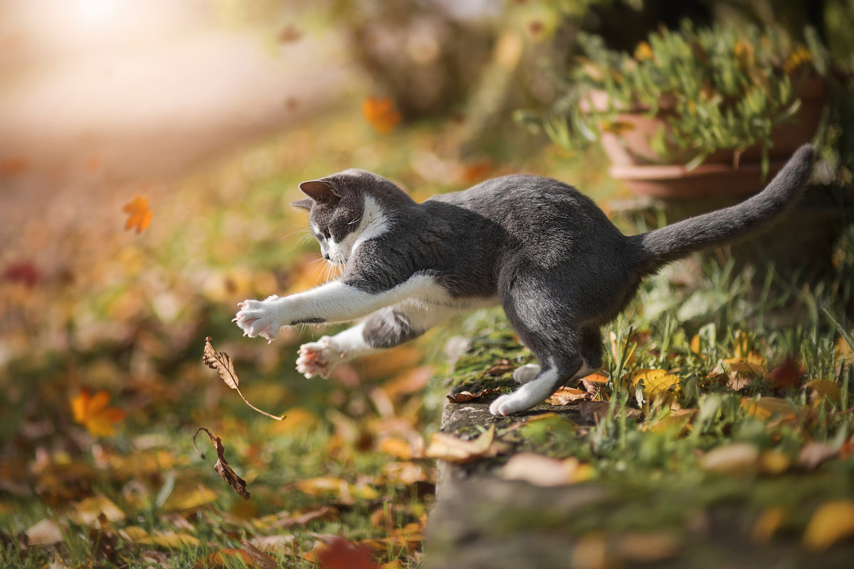 canvas-print-autumn-play-x