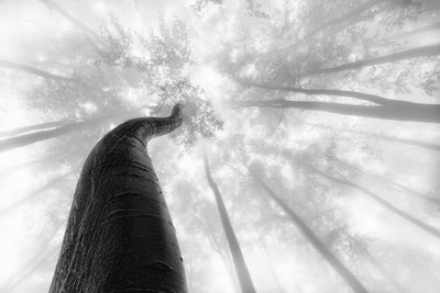 poster-print-treetrunk