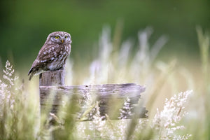 framedposter-print-little-owl-x