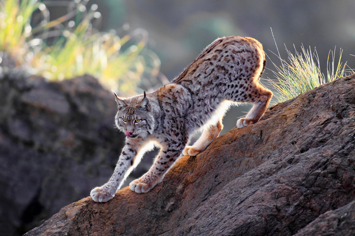 aluminium-print-lynx-at-sunset-x