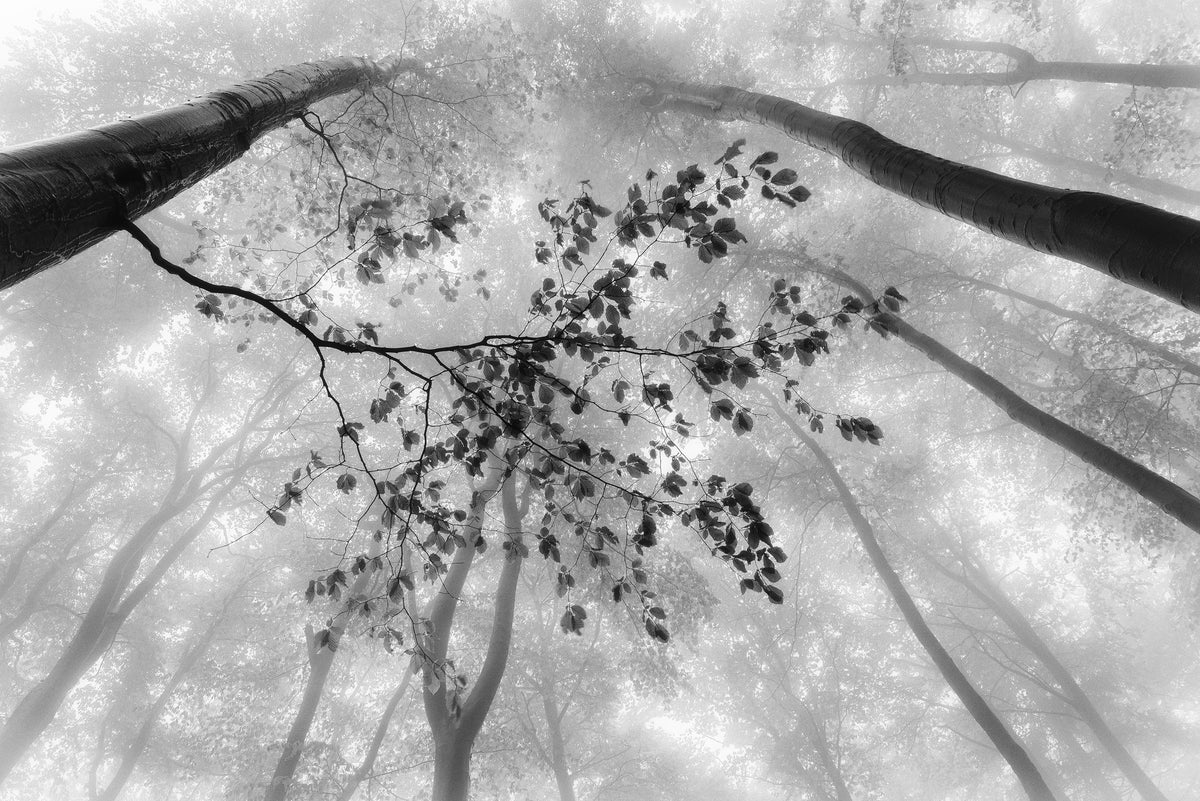 acrylic-print-the-branch