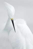 poster-print-white-beauty