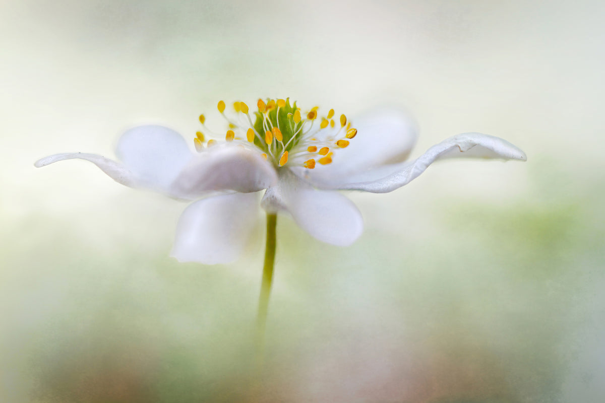 3-piece-acrylic-print-nemorosa