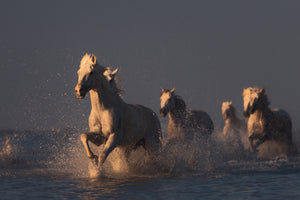 framedposter-print-horses-in-sunset-light-x