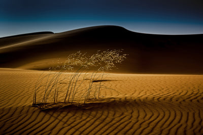 poster-print-seedasand-x
