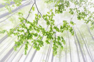 3-piece-aluminium-print-whisper-of-the-forest