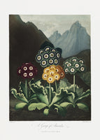 framedcanvas-print-a-group-of-auriculas-from-the-temple-of-flora-1807