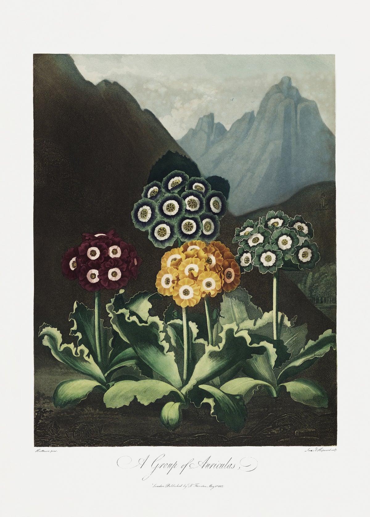 framedcanvas-print-a-group-of-auriculas-from-the-temple-of-flora-1807