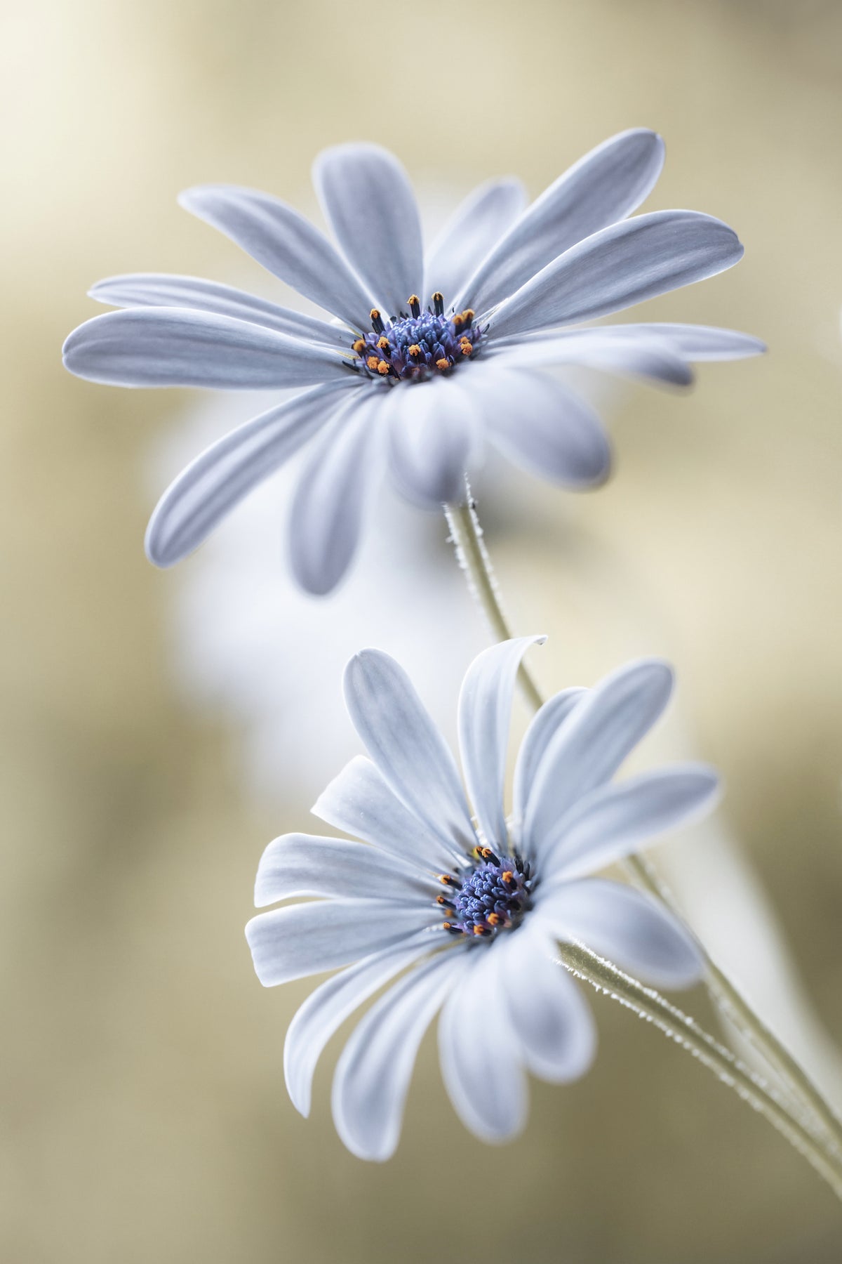 acrylic-print-cape-daisies-2