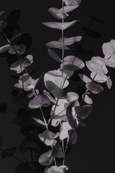 poster-print-eucalyptus-negative-001
