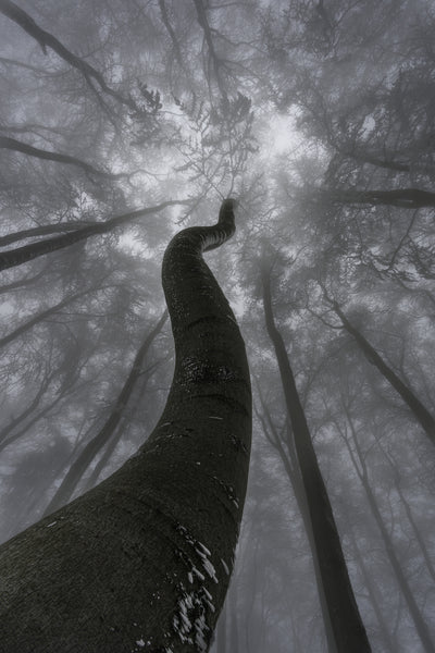 poster-print-looking-up-5
