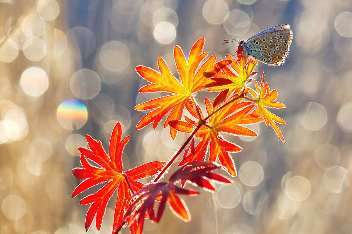 acrylic-print-september-moments-x