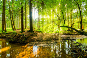 poster-print-rays-of-sunshine-by-the-stream