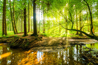 poster-print-rays-of-sunshine-by-the-stream