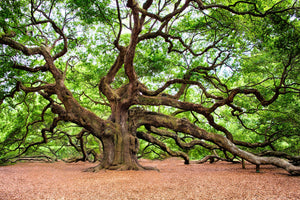 poster-print-the-oak