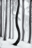 framedcanvas-print-dancing-tree