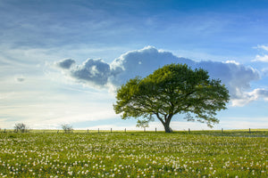 modern-3-piece-canvas-print-spring-tree