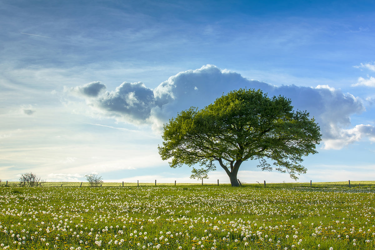 modern-3-piece-canvas-print-spring-tree