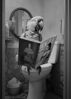 framedcanvas-print-parrot-in-the-toilet