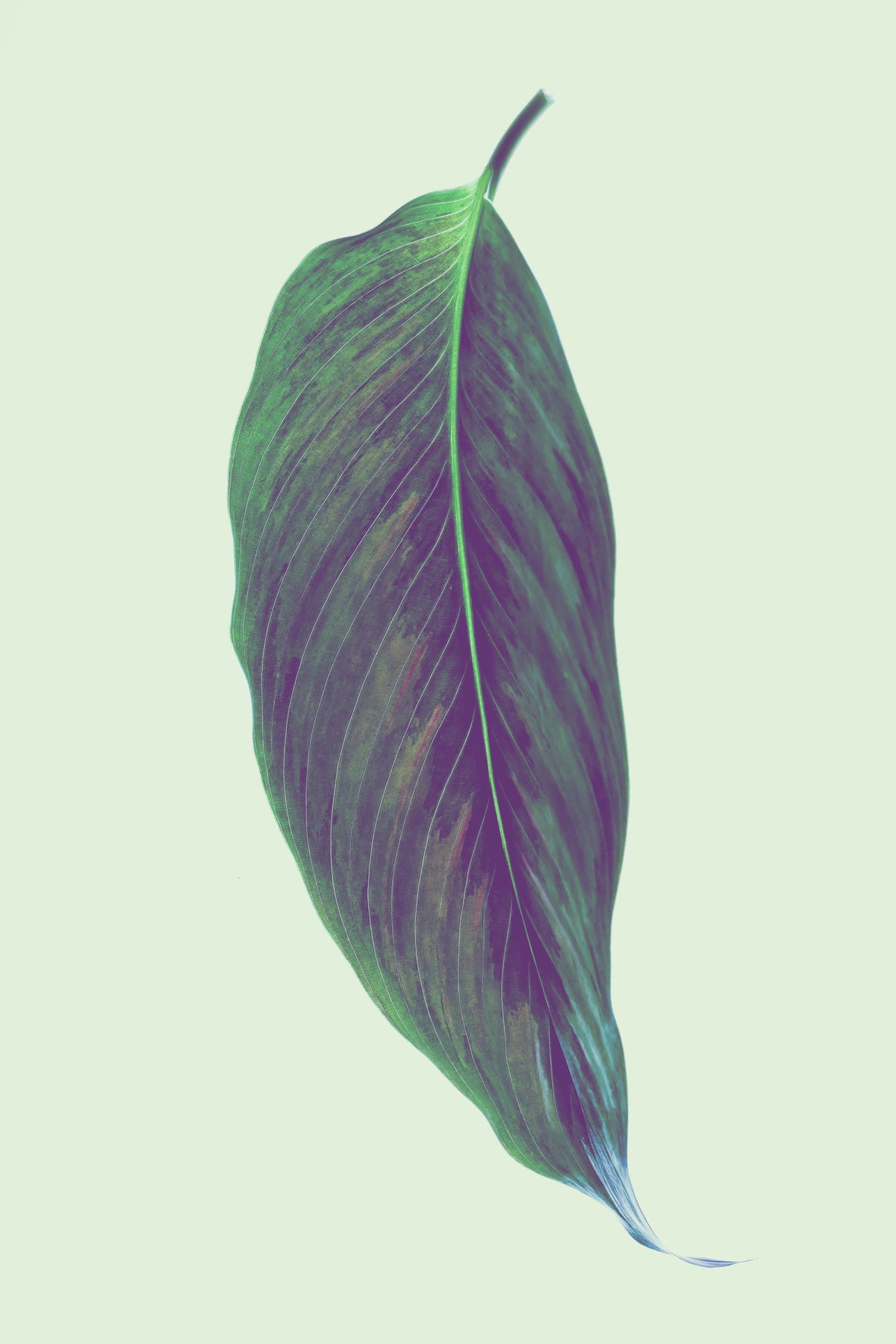 canvas-print-single-green-leaf