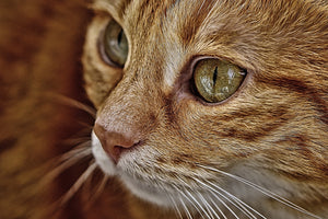 canvas-print-close-up-cat39s-head