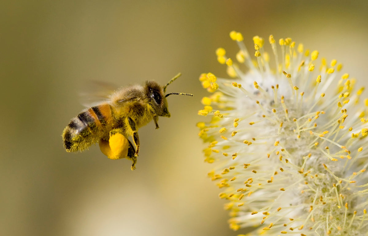 modern-3-piece-canvas-print-bee-collecting-pollen