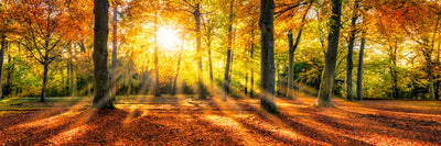 panoramic-poster-print-goldene-herbststimmung-im-wald