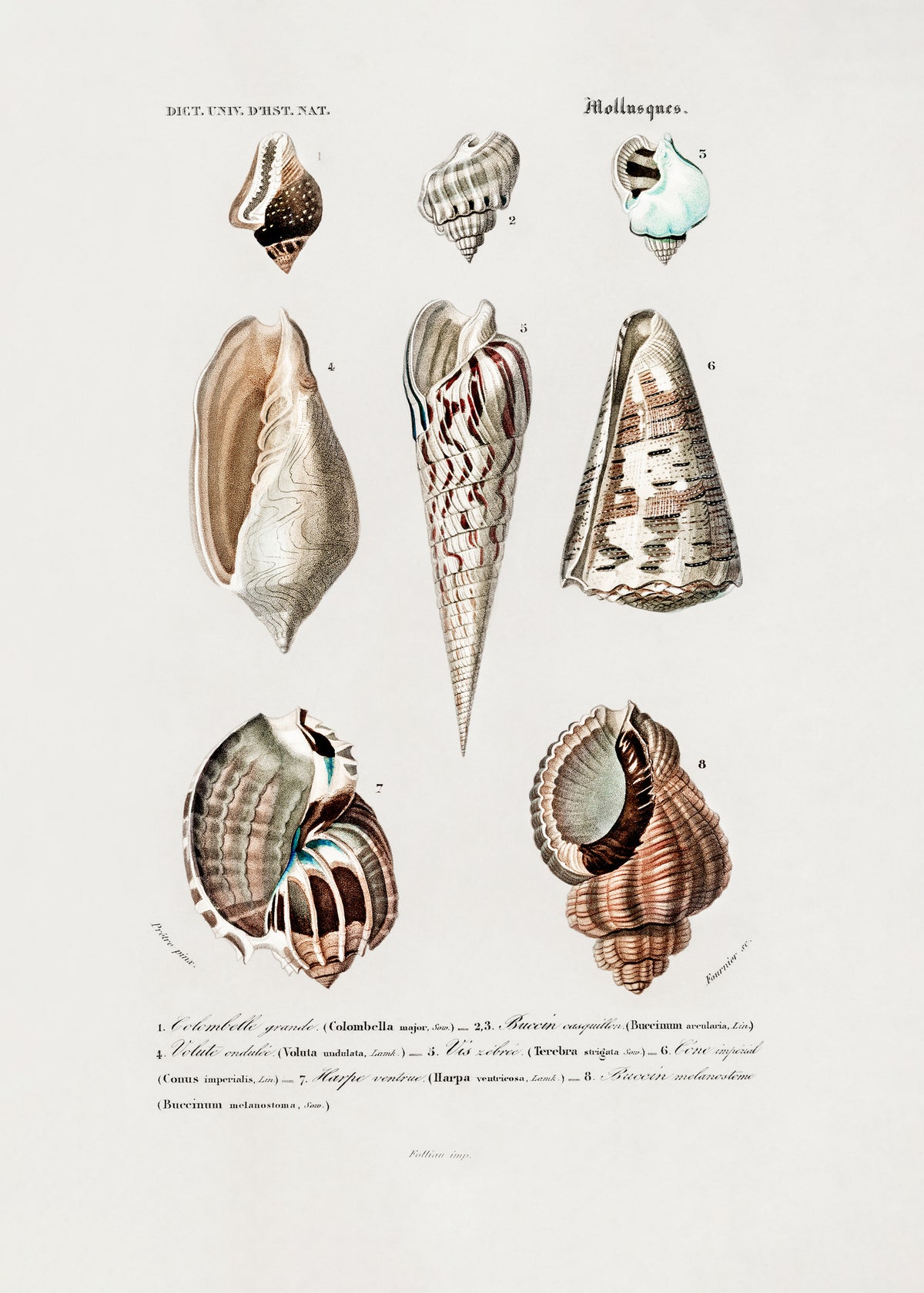 framedposter-print-sealife-i-2