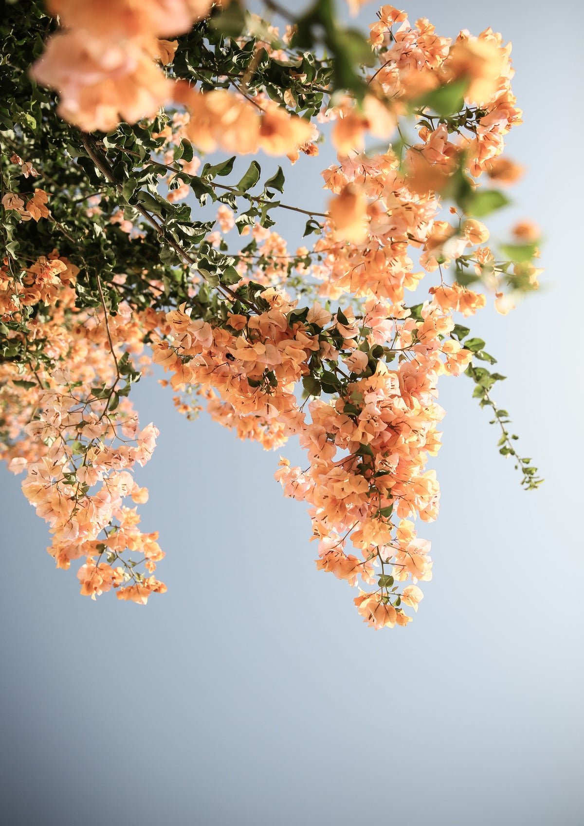 aluminium-print-golden-blossom-dance