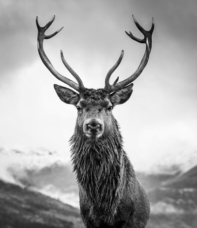 poster-print-monarch-of-the-glen