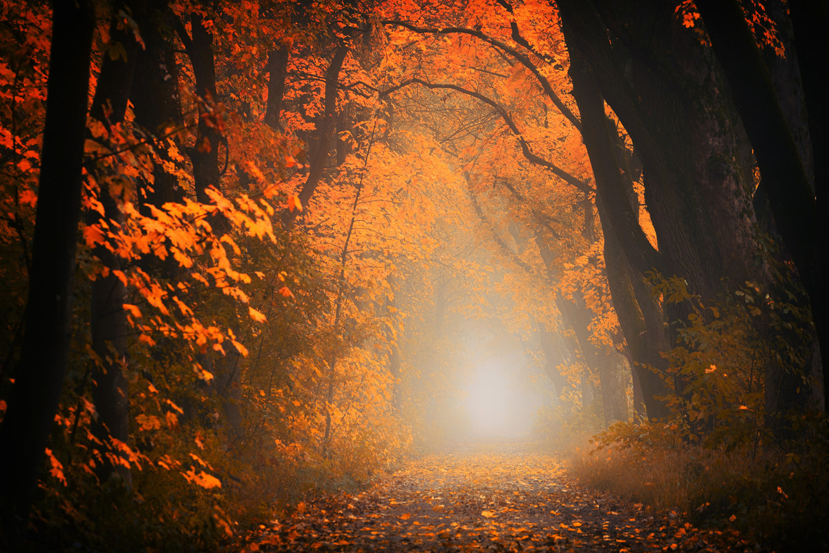 modern-3-piece-acrylic-print-autumn-light-in-the-forest