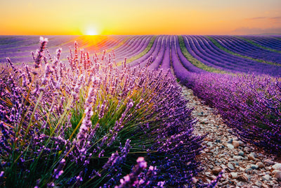 poster-print-lavender-field-in-bloom-in-provence