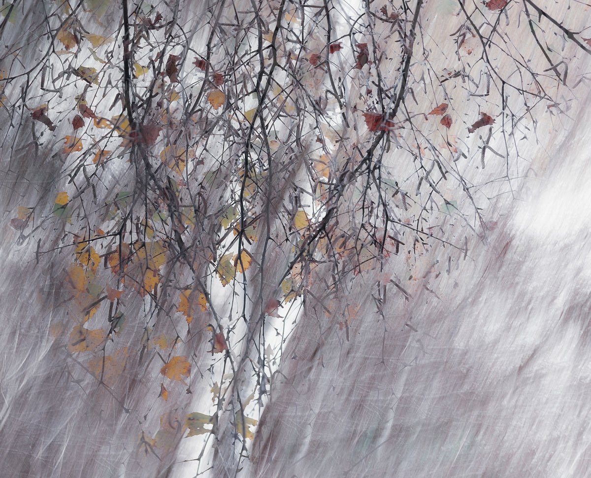 aluminium-print-two-birches