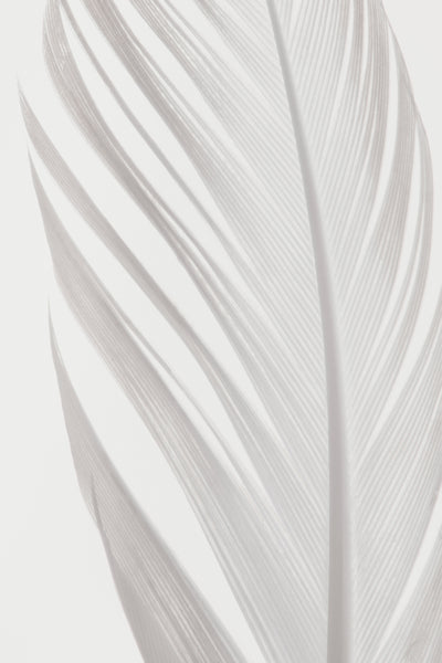 poster-print-feather-006