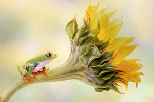 aluminium-print-red-eyed-tree-frog-on-a-sunflower-x