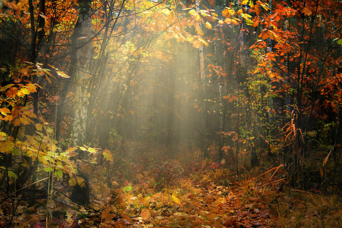framedcanvas-print-we-love-autumn