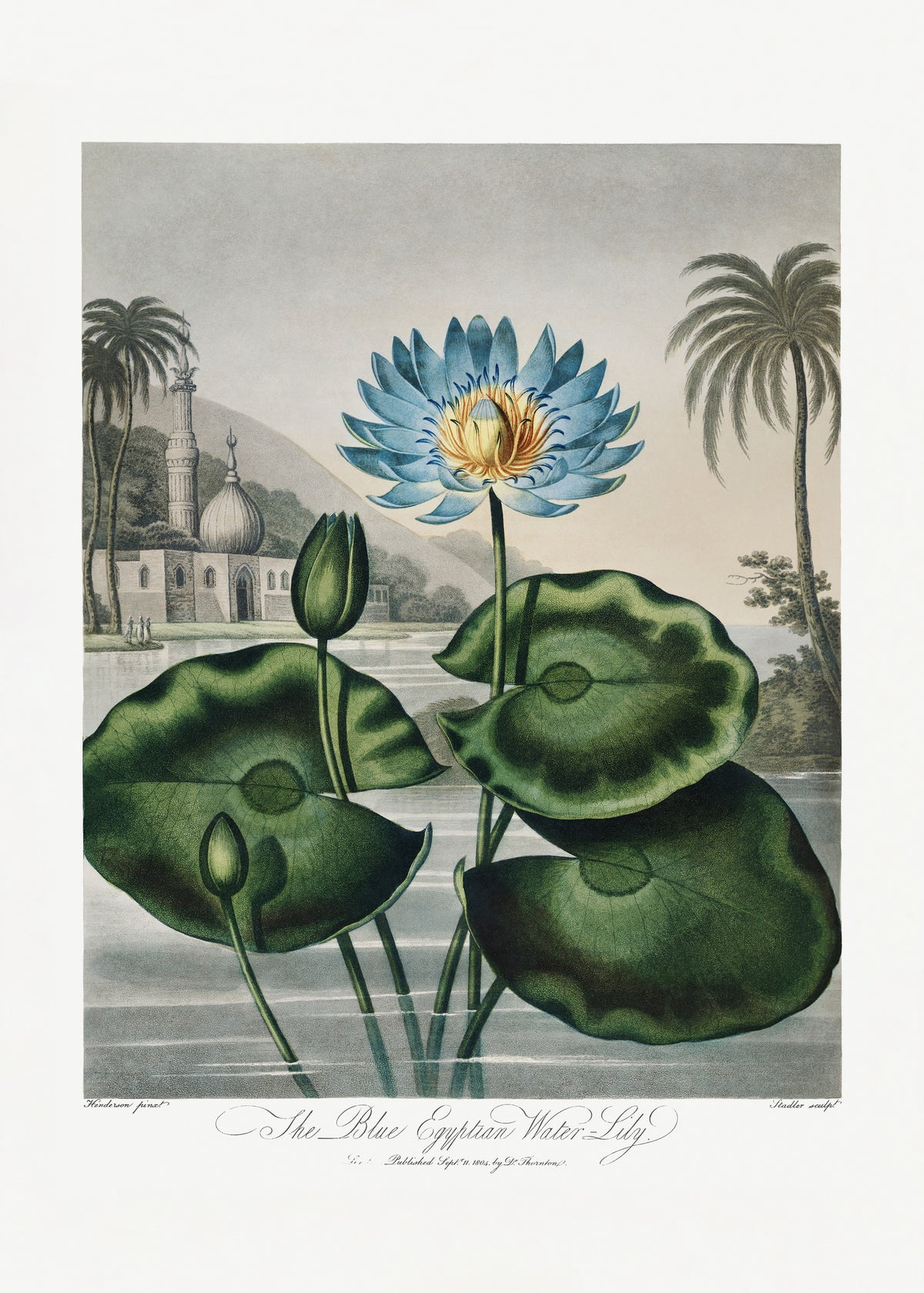 aluminium-print-the-blue-egyptian-water-lily-from-the-temple-of-flora-1807