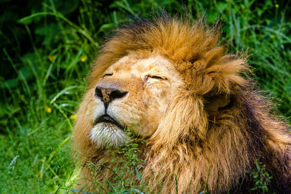 canvas-print-sleeping-lion
