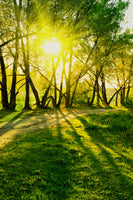 framedposter-print-forest-path-in-sunlight