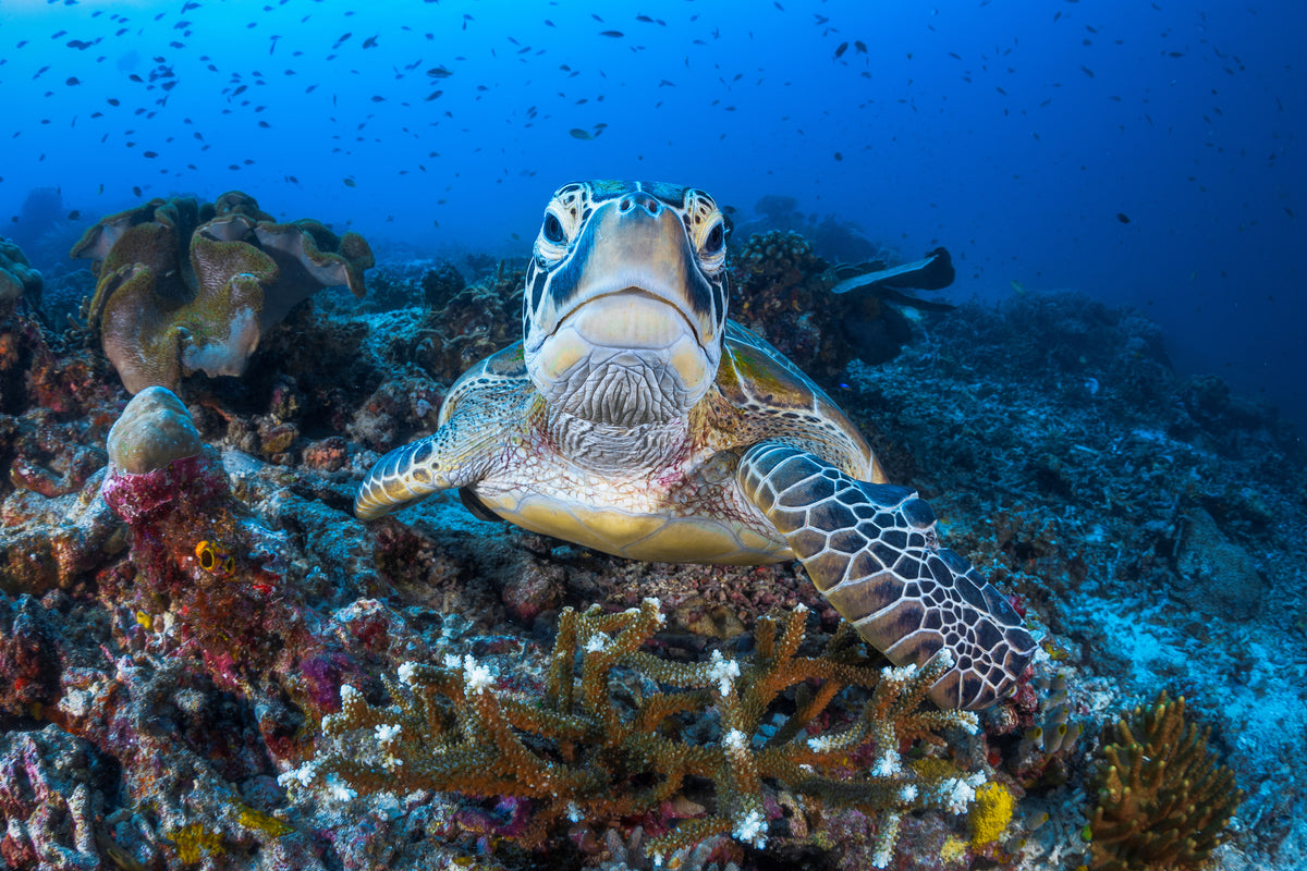aluminium-print-face-to-face-with-a-green-turtle-x