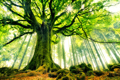 poster-print-ponthus-beech