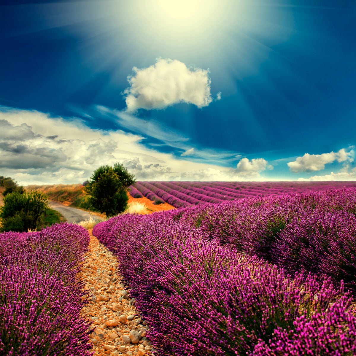 aluminium-print-the-lavender-valley