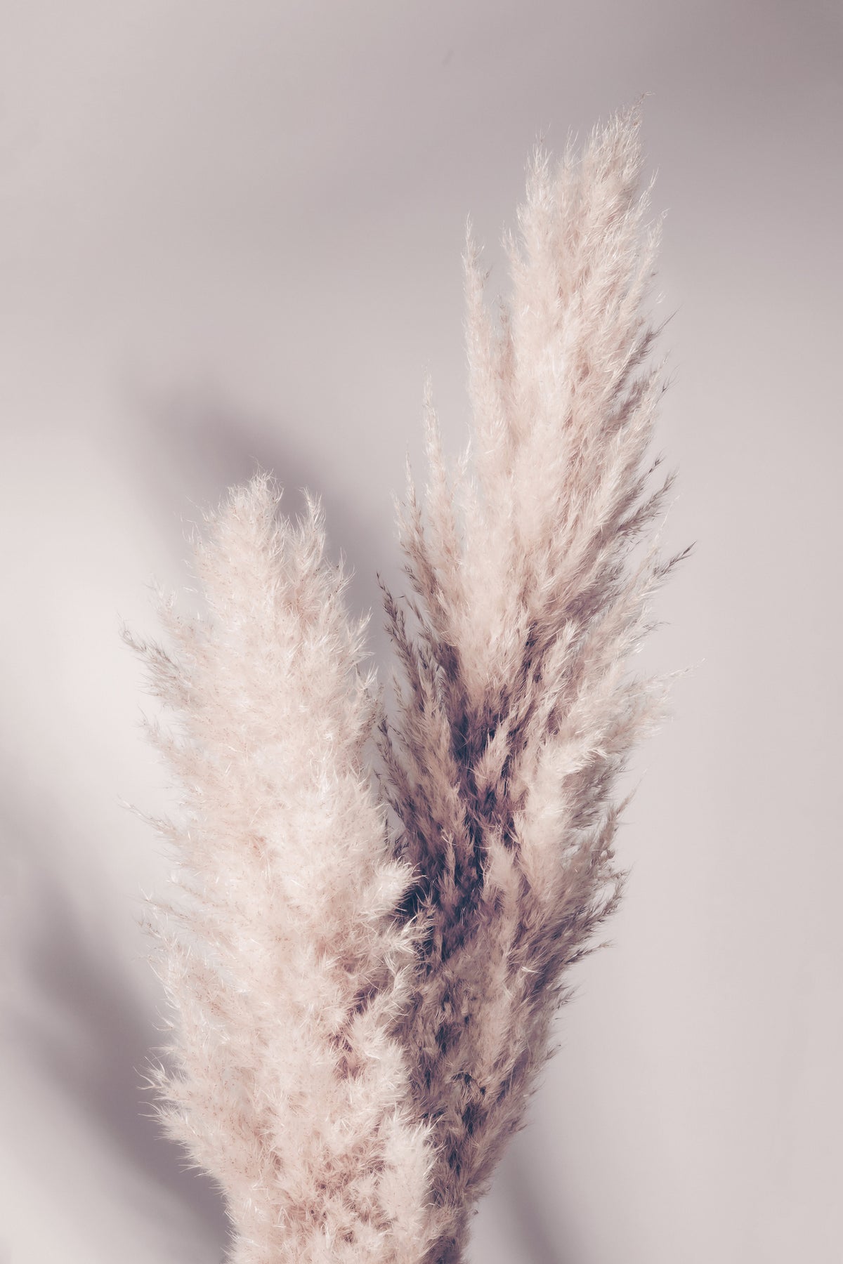 aluminium-print-pampas-grass