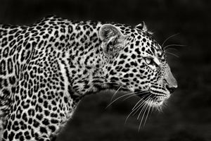 framedcanvas-print-leopard-close-up-x