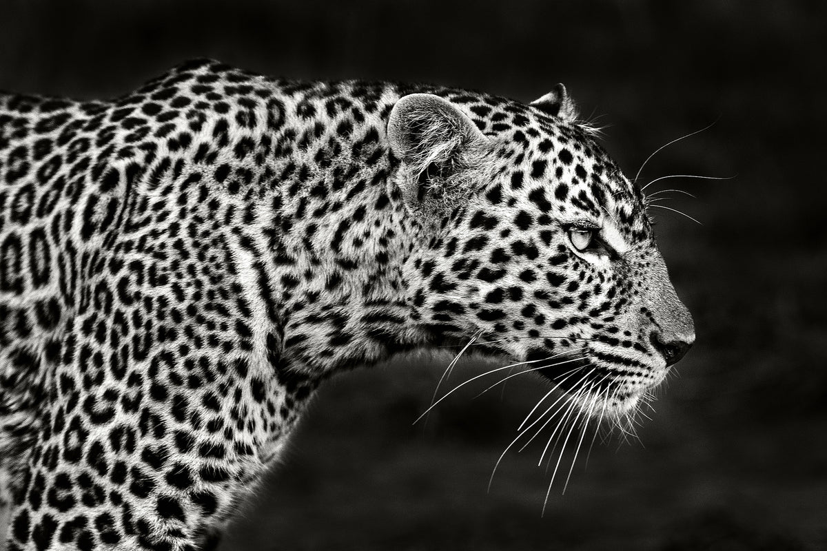 framedcanvas-print-leopard-close-up-x