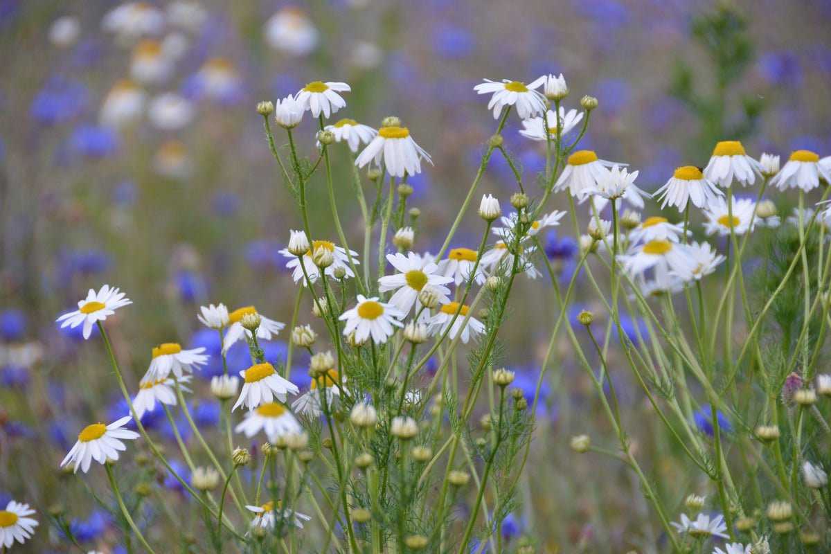 framedcanvas-print-wild-flower-meadow