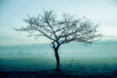 poster-print-the-magic-tree